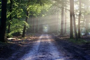 Blog avenue, trees, path, sunbeams, sunrays, woods, woodlands, forest, trail, forest path, forest trail, nature path, nature trail, nature, landscape, netherlands, forest, forest, nature, nature, nature, nature, nature
